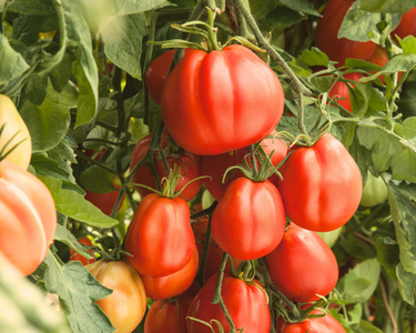 Giant Garden Paste Hybrid Tomato Seeds